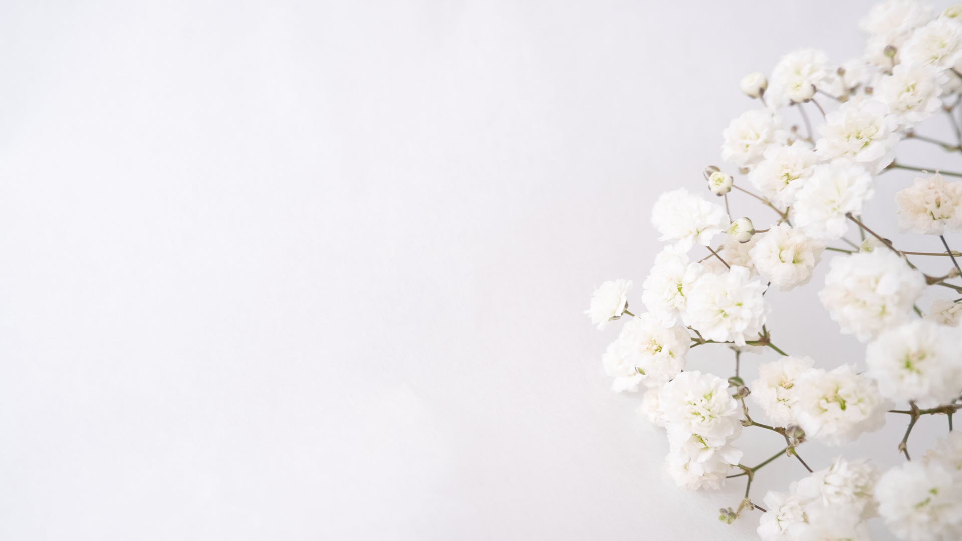Hình nền hoa trắng full 4k